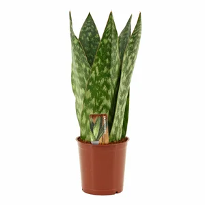 Sansevieria trifasciata 'Jamaiquina Queen' 12cm