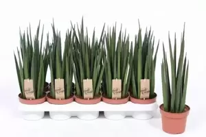 Sansevieria cylindrica 'Katana'