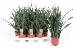 Sansevieria kirkii 14cm