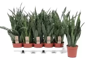 Sansevieria kirkii 12cm