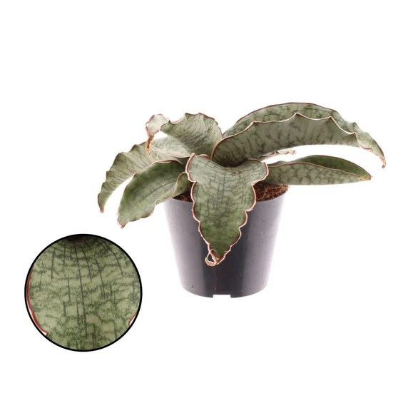 Sansevieria kirkii 'Silver Blue'