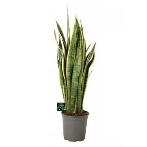 Sansevieria 'Laurentii'