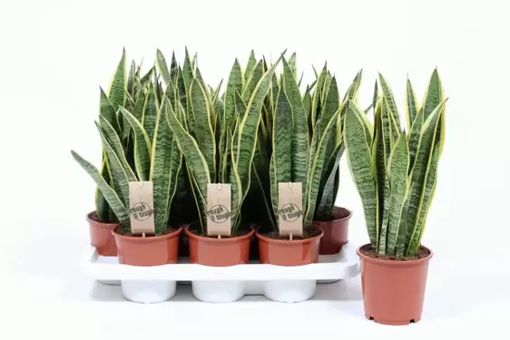 Sansevieria trifasciata 'Laurentii' 14cm