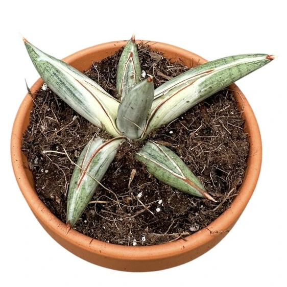 Sansevieria 'Lavranos Blue Clone' - image 2