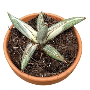 Sansevieria 'Lavranos Blue Clone' - image 2