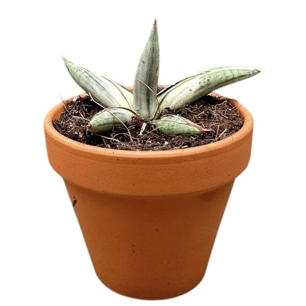 Sansevieria 'Lavranos Blue Clone' - Cowell's Garden Centre | Woolsington