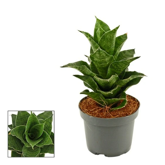 Sansevieria cylindrica 'Mahanakorn'