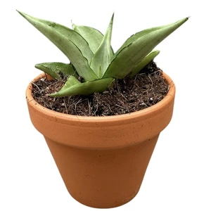 Sansevieria 'Manee Thawee' - image 1