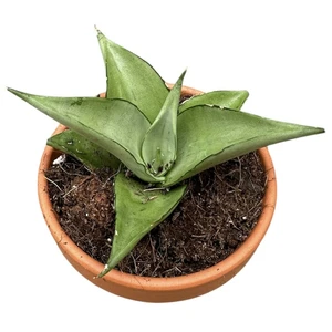 Sansevieria 'Manee Thawee' - image 2