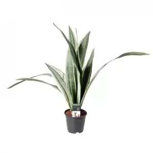 Sansevieria aubrytiana 'Metallica'