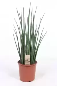 Sansevieria 'Mikado' 19cm