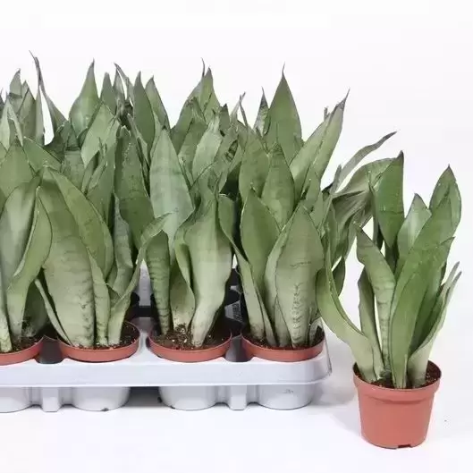 Sansevieria trifasciata 'Moonshine' 9cm