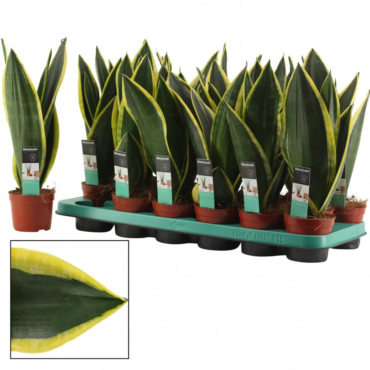 sansevieria-night-shade-