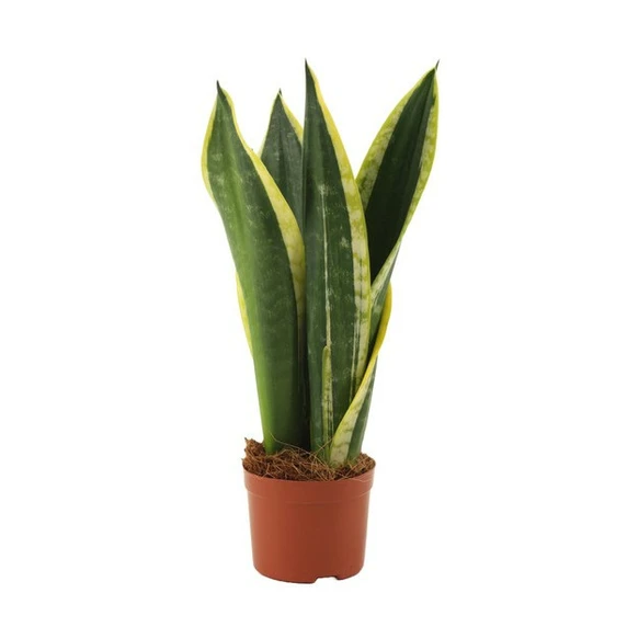 Sansevieria trifasciata 'Night Shade' 9cm