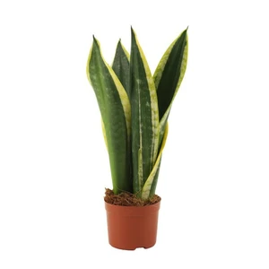 Sansevieria trifasciata 'Night Shade' 9cm