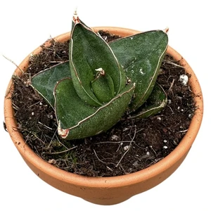 Sansevieria 'Opera House' - image 2