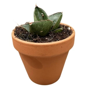 Sansevieria 'Opera House' - image 1