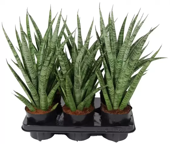 Sansevieria 'Pineapple' - image 3