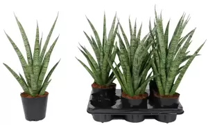 Sansevieria 'Pineapple' - image 2