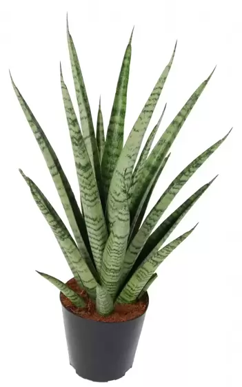 Sansevieria 'Pineapple' - image 1