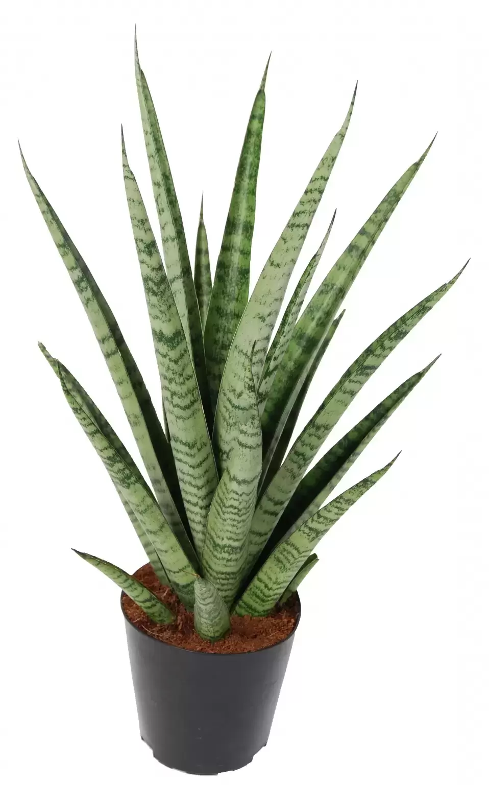strelitzia tree White Bird of Paradise Strelitzia nicolai 20 Seeds  R&B Floridaseeds