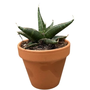 Sansevieria 'Prabu' - image 1