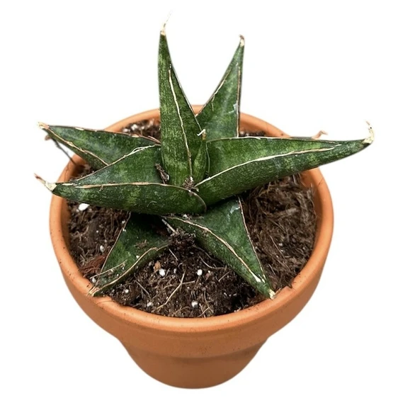 Sansevieria 'Prabu' - image 2