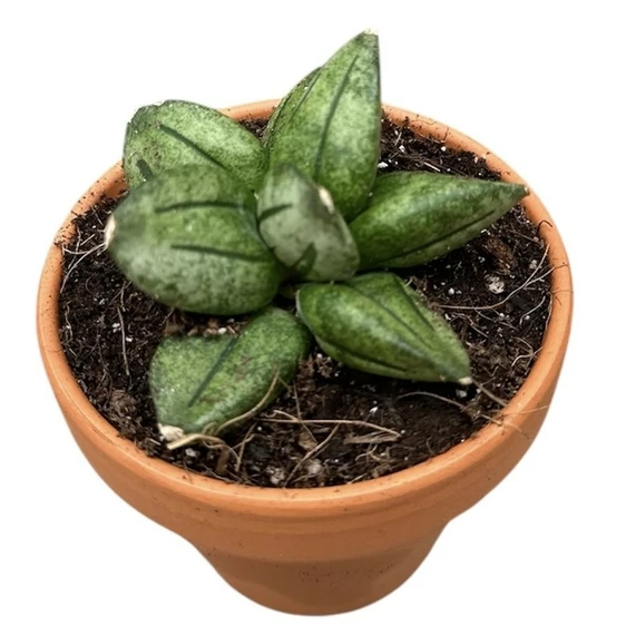 Sansevieria 'Pyramid' - image 2