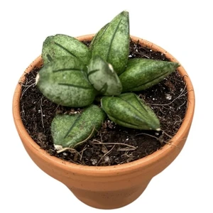 Sansevieria 'Pyramid' - image 2