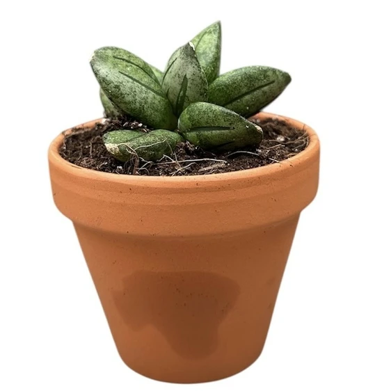 Sansevieria 'Pyramid' - image 1