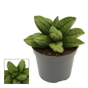 Sansevieria 'Pyramid Crown'