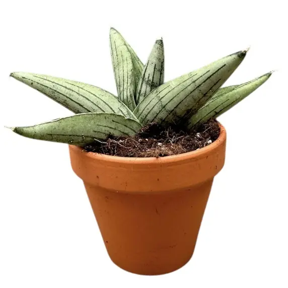 Sansevieria 'Rookie' 12cm - image 2