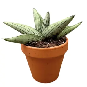 Sansevieria 'Rookie' 12cm - image 2