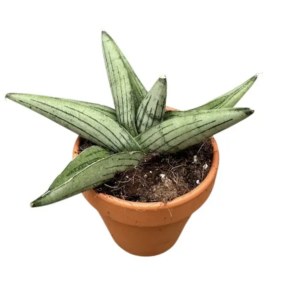 Sansevieria 'Rookie' 12cm - image 1
