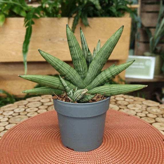 Sansevieria 'Rookie' 12cm