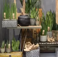 Sansevieria - Rough & Tough Collection