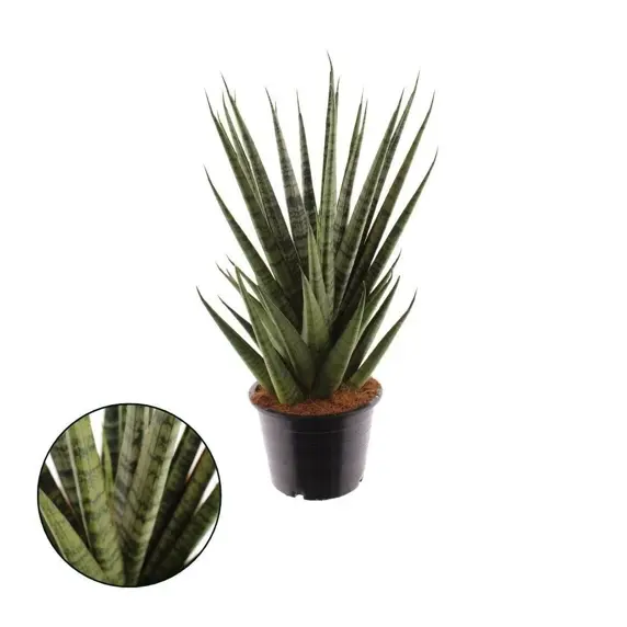 Sansevieria cylindrica 'Sem' 12cm