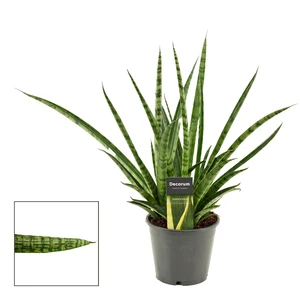 Sansevieria trifasciata 'Silver Steel'