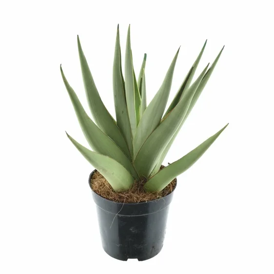 Sansevieria 'Silver Syreni' 8.5cm