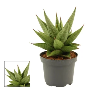 Sansevieria 'Snow Lotus Crown'