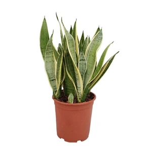 Sansevieria 'Snow White'