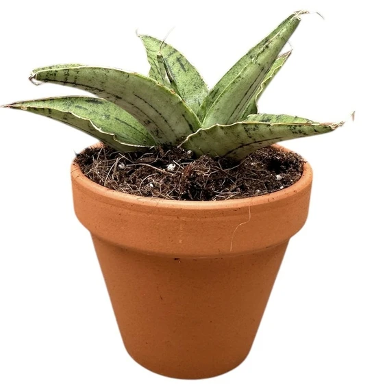 Sansevieria 'Snowflake' - image 1
