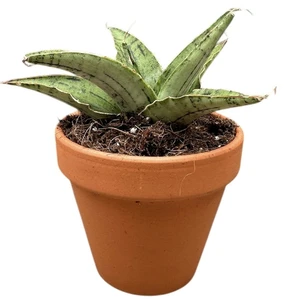 Sansevieria 'Snowflake' - image 1