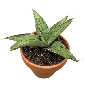 Sansevieria 'Snowflake' - image 2
