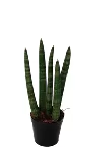 Sansevieria cylindrica 'Spaghetti' 6cm - image 2