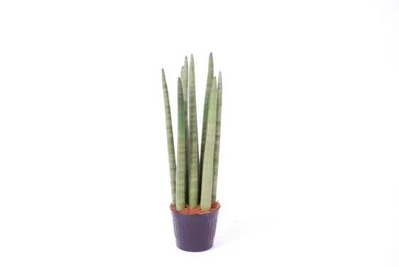 Sansevieria cylindrica 'Spaghetti' 9cm - image 1