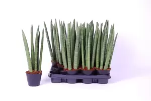 Sansevieria cylindrica 'Spaghetti' 9cm - image 2