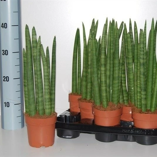 Sansevieria cylindrica 'Spaghetti' 11cm