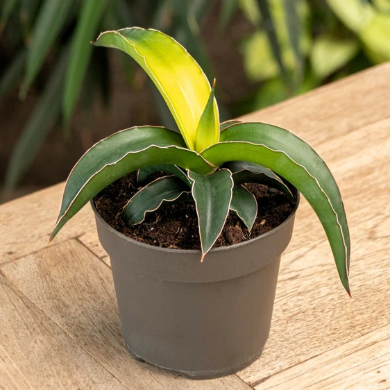 Sansevieria 'Star Canary' 12cm - image 1