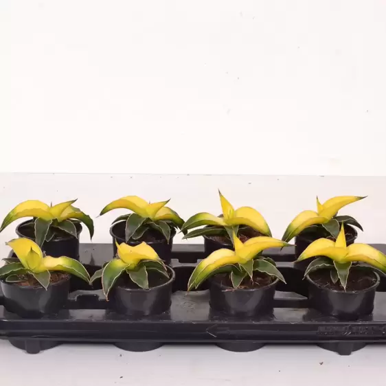 Sansevieria 'Star Canary' 12cm